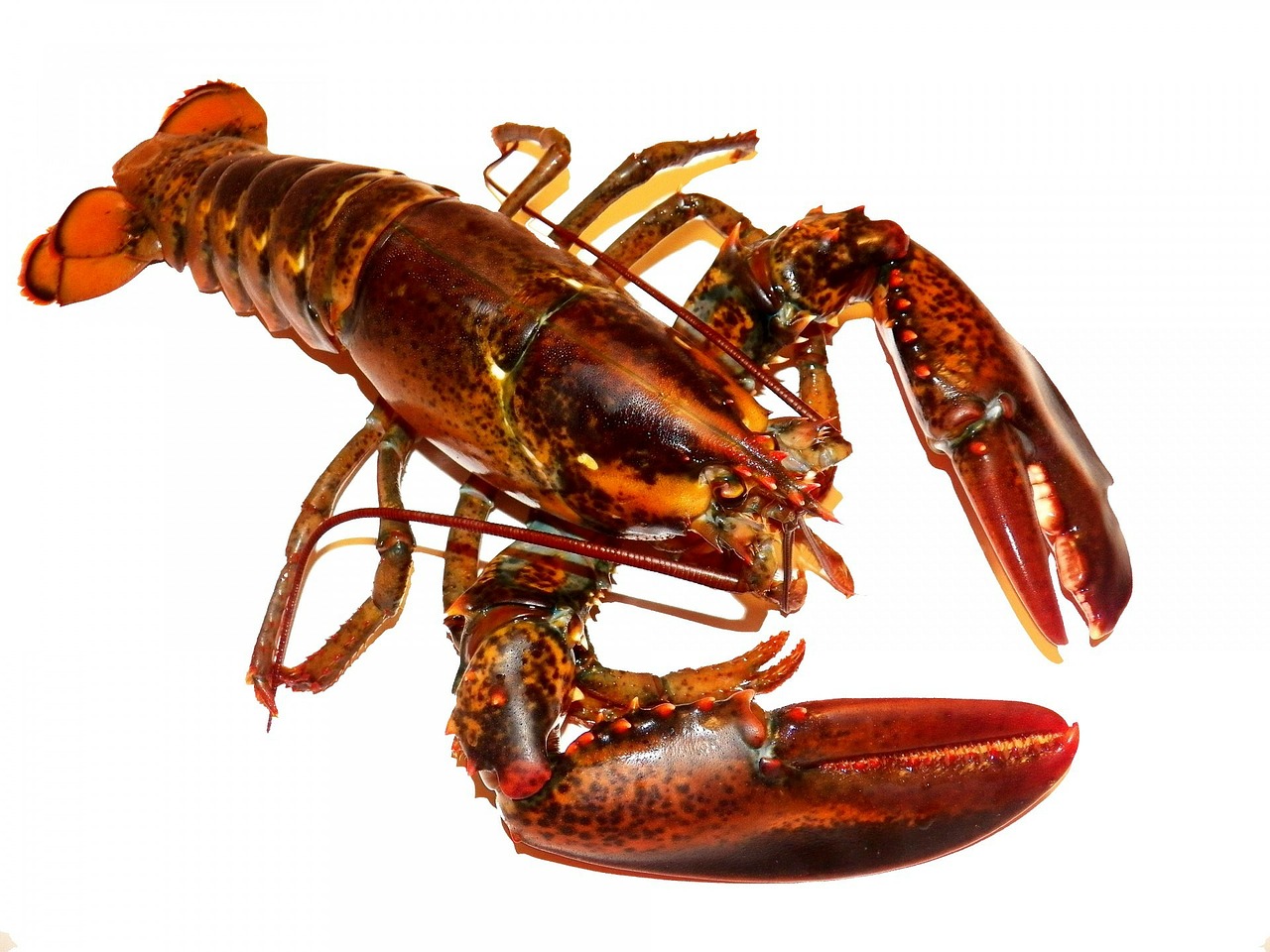 lobster_1621603825401